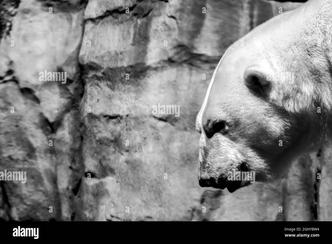 Gros plan sur l'ours polaire, rendez-vous au zoo Banque D'Images