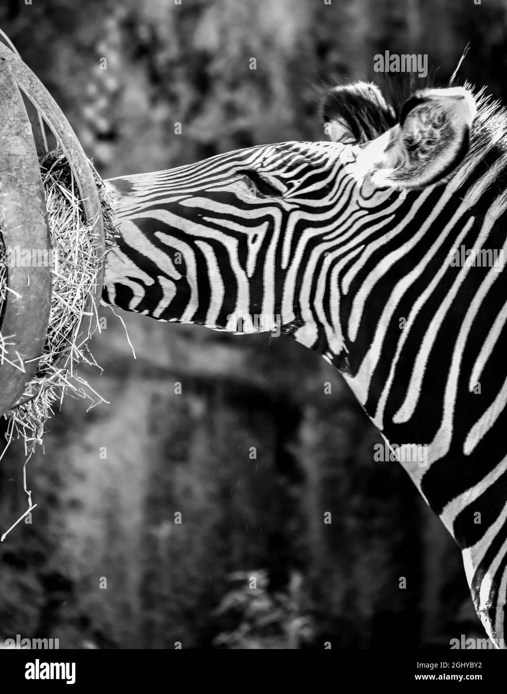 Alimentation de la tête de Zebra au zoo de la ville Banque D'Images