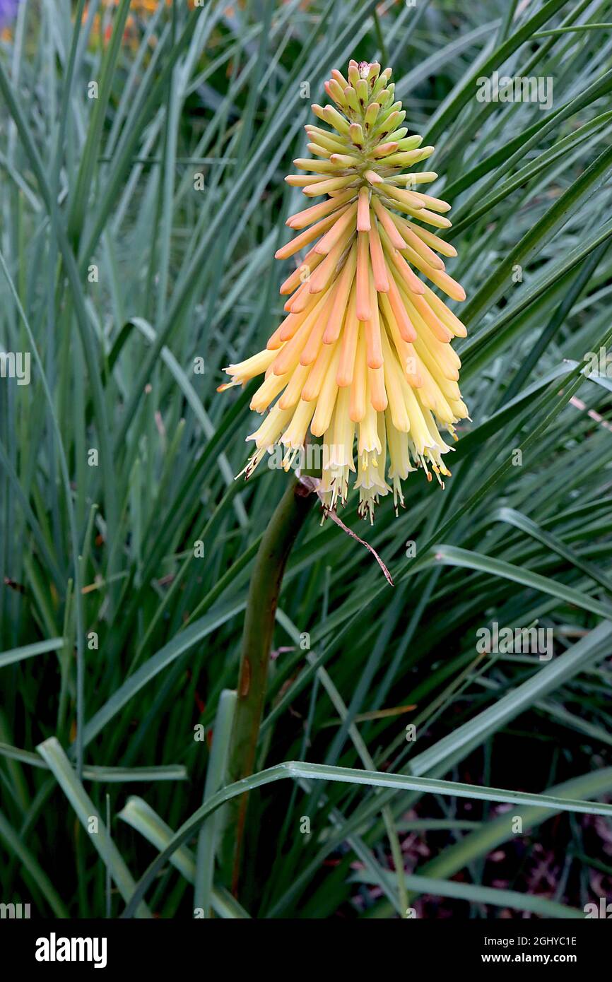 Kniphofia triangularis subsp triangularis ‘lumière du monde’ poker chaud rouge nain lumière du monde - amas de fleurs orange pâle tubulaires longs Banque D'Images