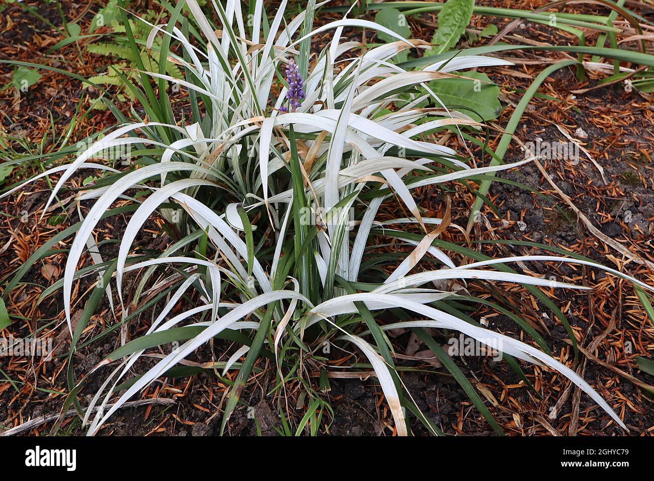 Liriope muscari ‘Okina’ lilyturf Okina – grappes denses racèmes droits de petites fleurs violettes, arching de feuilles blanches avec dos de feuilles vert, août, Banque D'Images