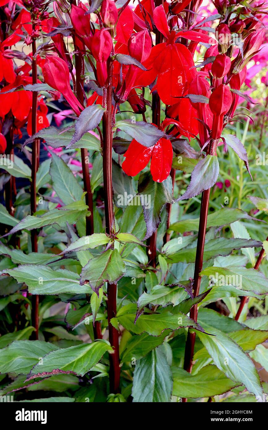 Lobelia x speciosa ‘Starship Scarlet’ cardinal fleur Starship Scarlet – racames droits de fleurs rouges écartées et de feuilles étroites en forme de lance, août Banque D'Images