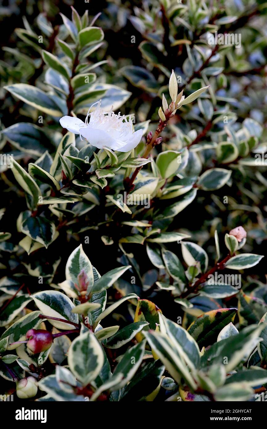 Luma apiculata «Glanleam Gold» myrte chilienne / temu Glanleam Gold – petites fleurs blanches et petites feuilles vert foncé avec marges de crème, août, Royaume-Uni Banque D'Images