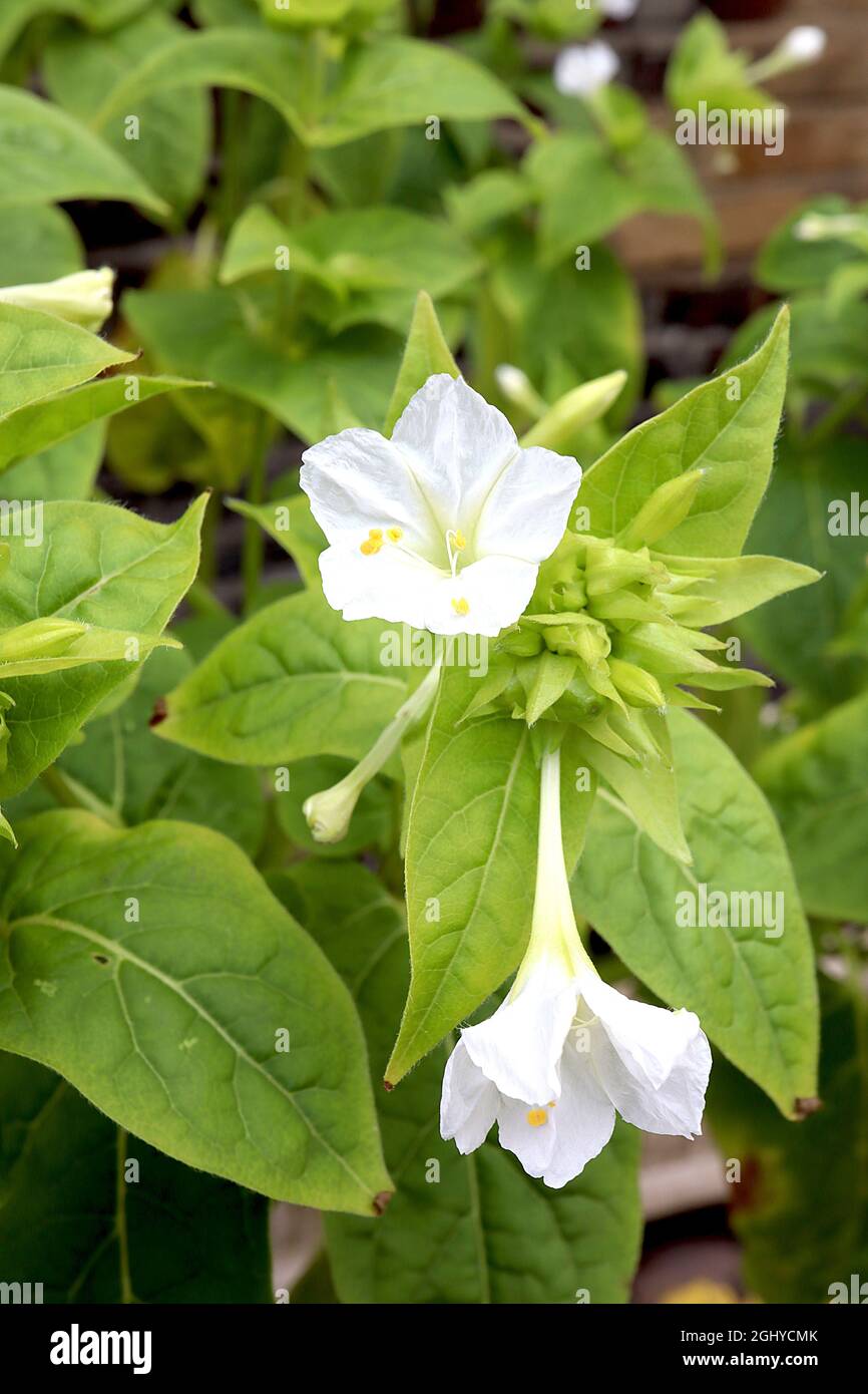 Mirabilis jalapa ‘Alba’ Marvel du Pérou – fleurs blanches fortement parfumées en forme d’entonnoir avec pétales à volants, août, Angleterre, Royaume-Uni Banque D'Images