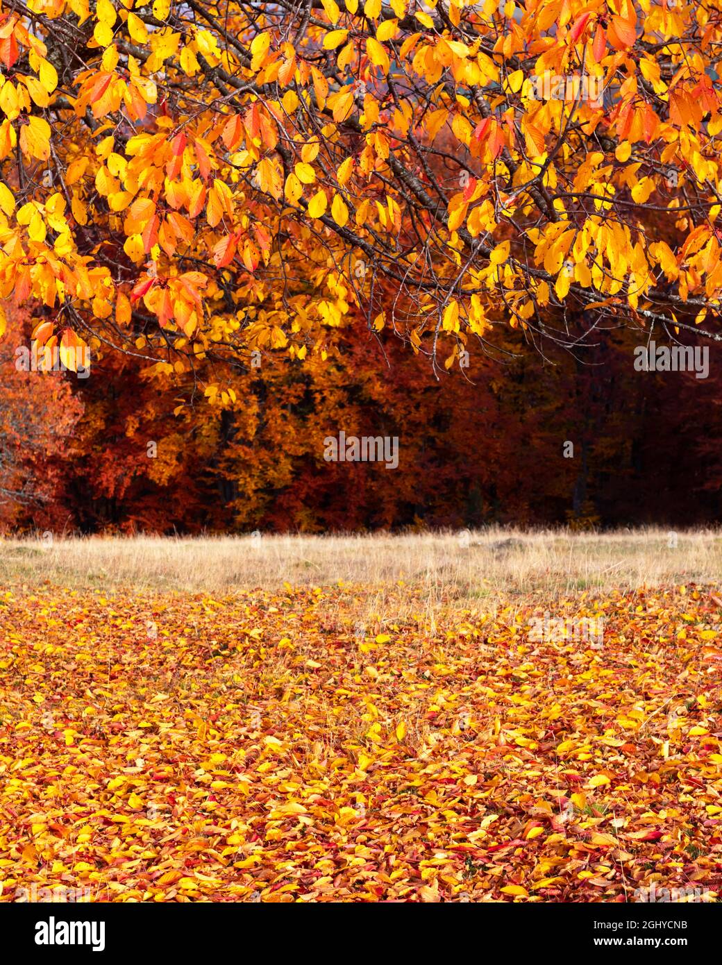 Branches de hêtre colorées avec des folies jaune et orange dans la forêt d'automne. Scène d'automne pittoresque dans les montagnes Carpathian, Ukraine. Photographie de paysage Banque D'Images