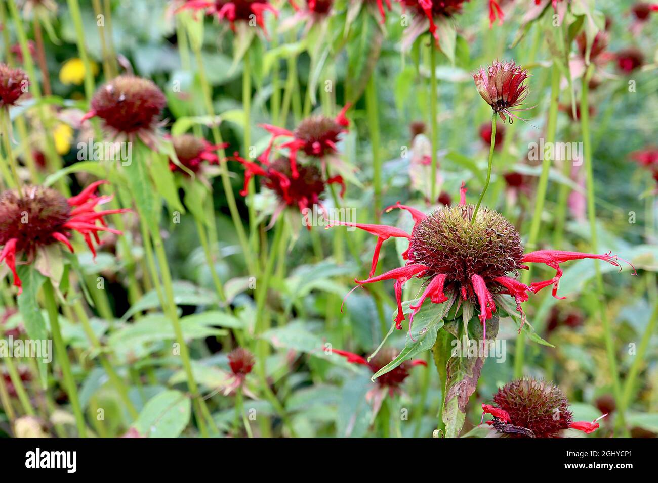 Monarda didyma Balm d'abeille Cambridge Scarlet Cambridge Scarlet - tourbillons de fleurs rouges et de grandes feuilles vertes foncées ovées, août, Angleterre, Royaume-Uni Banque D'Images