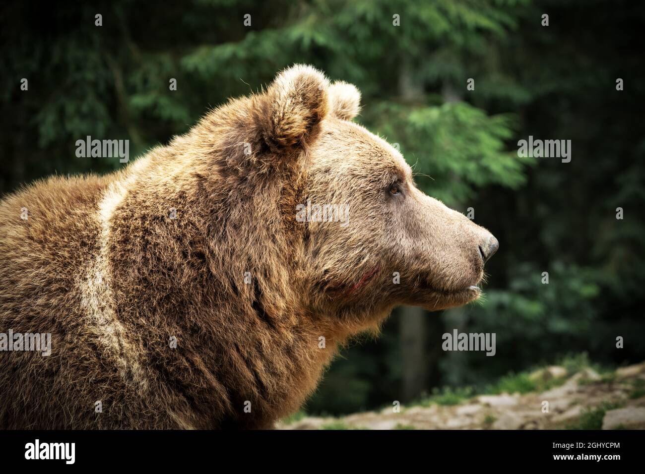 Portrait d'ours sauvages bruns dans une forêt verte d'été. Photographie d'animaux Banque D'Images