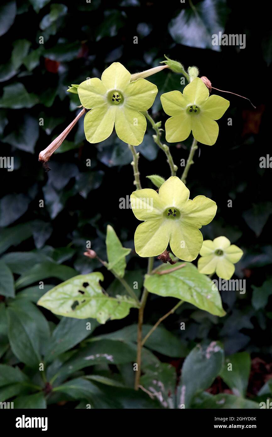 Nicotiana alata plante de tabac ‘Lime Green’ citron vert – fleurs tubulaires parfumées vert lime, août, Angleterre, Royaume-Uni Banque D'Images