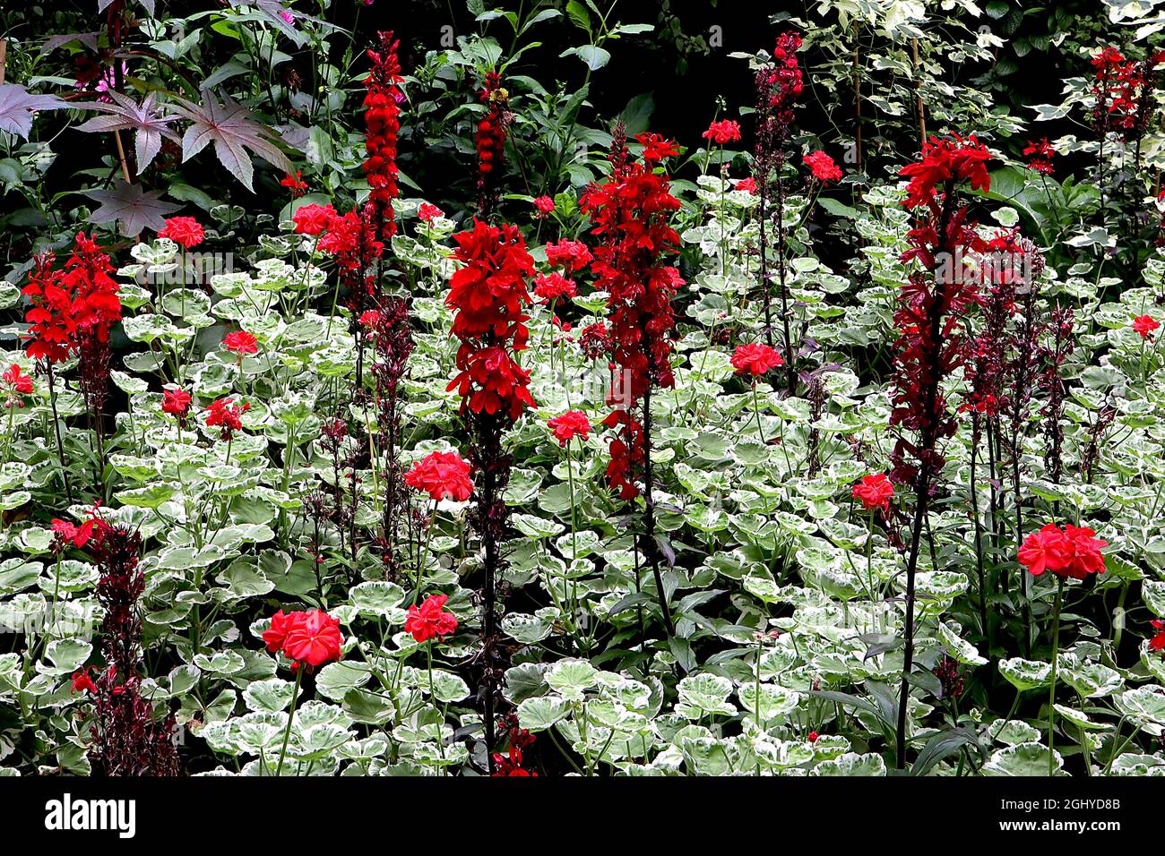 Pelargonium ‘Wilhelm Lannguth’ Geranium Wilhelm Lannguth – fleurs rouges et feuilles arrondies mi-vertes à bords blancs, Lobelia Starship Scarlet Banque D'Images