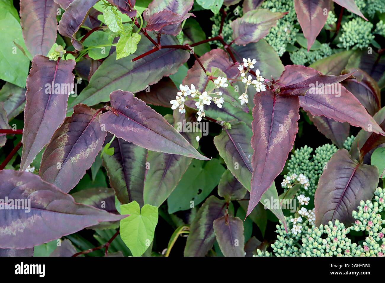 Persicaria microcephala 'Red Dragon' Knotweed Red Dragon – feuilles violets bordeaux pointues en forme de lance avec centre noir et marges blanches, août, Royaume-Uni Banque D'Images