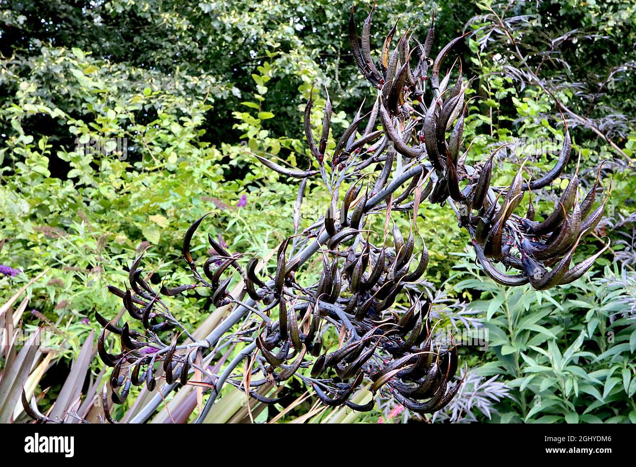 Phormium tenax «Bronze Baby» Flax Lily Bronze Baby – ratons laveurs ramifiés de gros boutons de fleurs noires incurvées et de feuilles en forme d'épée, août, Angleterre, Royaume-Uni Banque D'Images