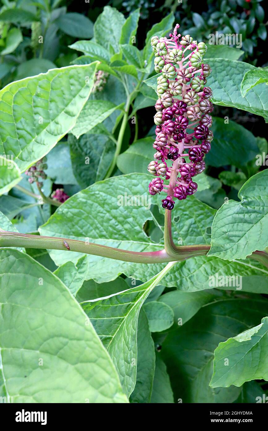 Phytolacca ‘Americana’ American pokeweed – ratons laveurs droits de baies cannelées, brillantes, rondes, vert pâle et pourpres et de grandes feuilles d’ovat, août, Royaume-Uni Banque D'Images