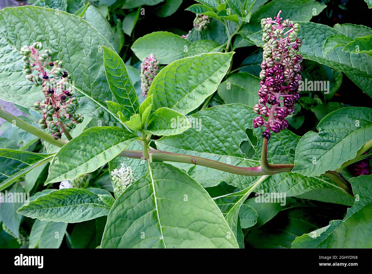 Phytolacca ‘Americana’ American pokeweed – ratons laveurs droits de baies cannelées, brillantes, rondes, vert pâle et pourpres et de grandes feuilles d’ovat, août, Royaume-Uni Banque D'Images