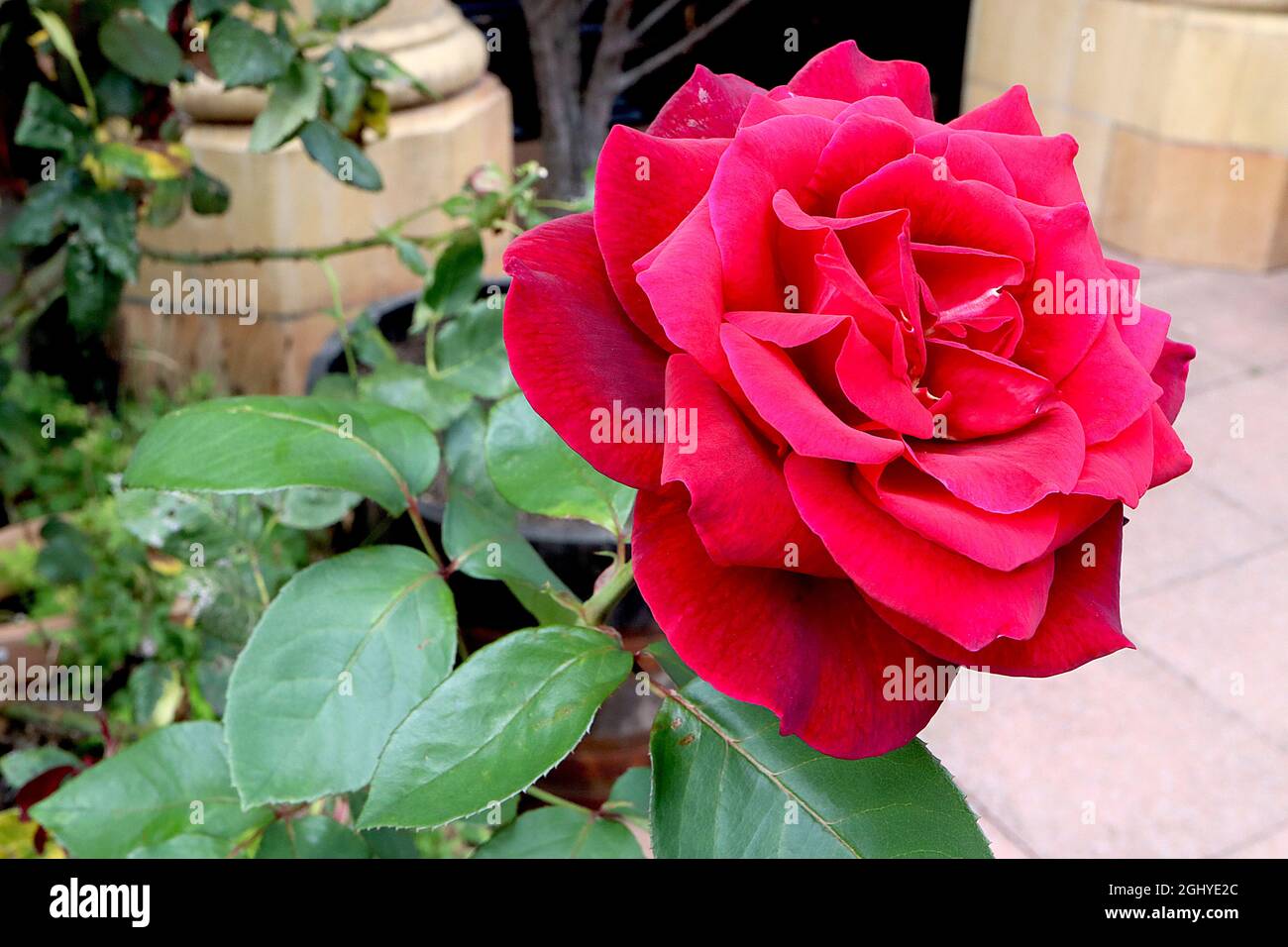 Rosa 'Black Baccara' (rose de thé hybride) rose Black Baccara – fleurs  noires rouge foncé qui s'estompent en rouge profond, août, Angleterre,  Royaume-Uni Photo Stock - Alamy