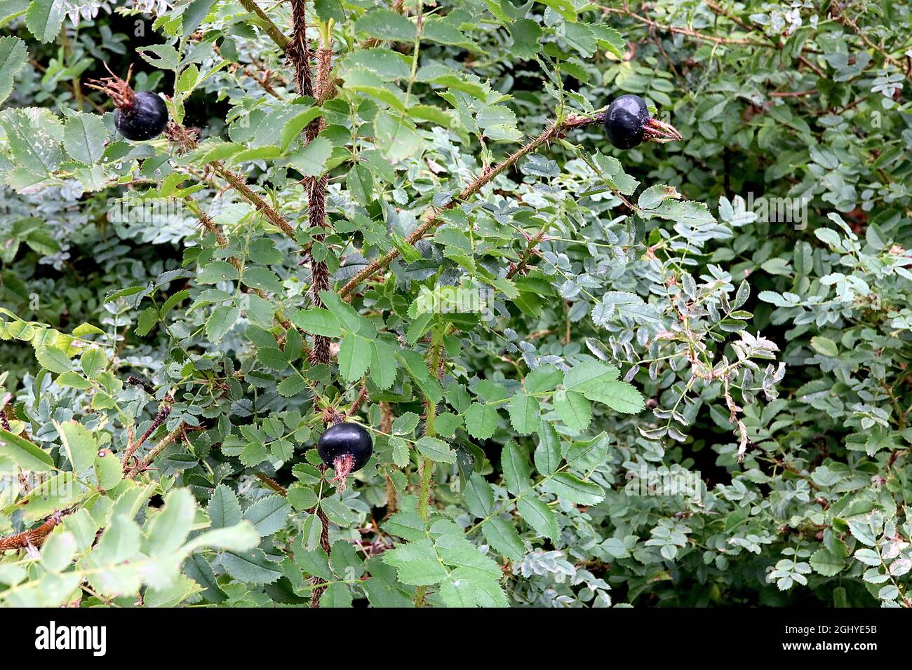 Rosa spinosissima burnett rose – brillant sphérique Black rosier hanches, feuilles fortement dentelées et tiges très épineuses, août, Angleterre, Royaume-Uni Banque D'Images