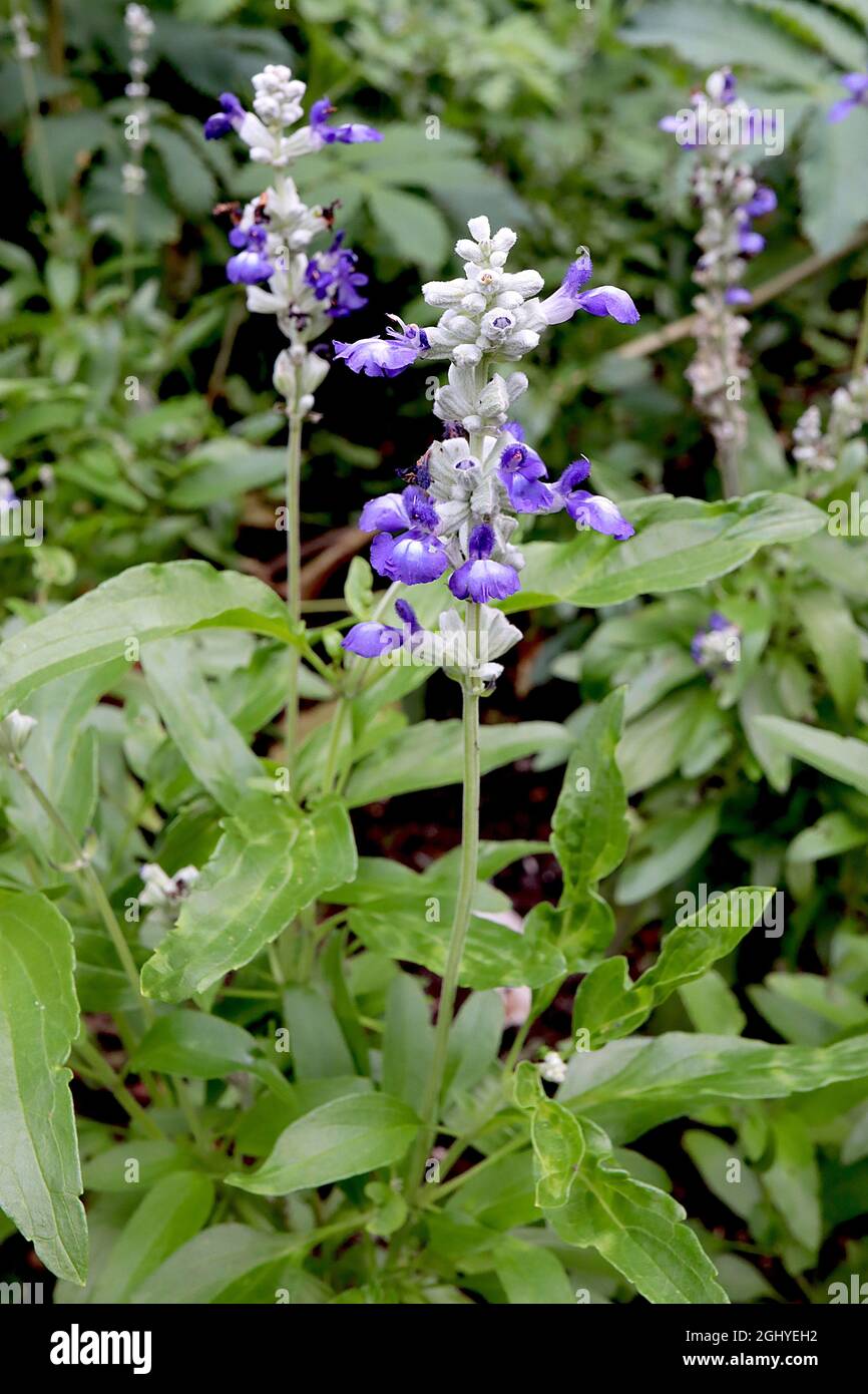 Salvia farinacea ‘Victoria Blue’ mealycup sauge Bleu Victoria - fleurs bleu violet à deux lèvres avec dents blanches, août, Angleterre, Royaume-Uni Banque D'Images