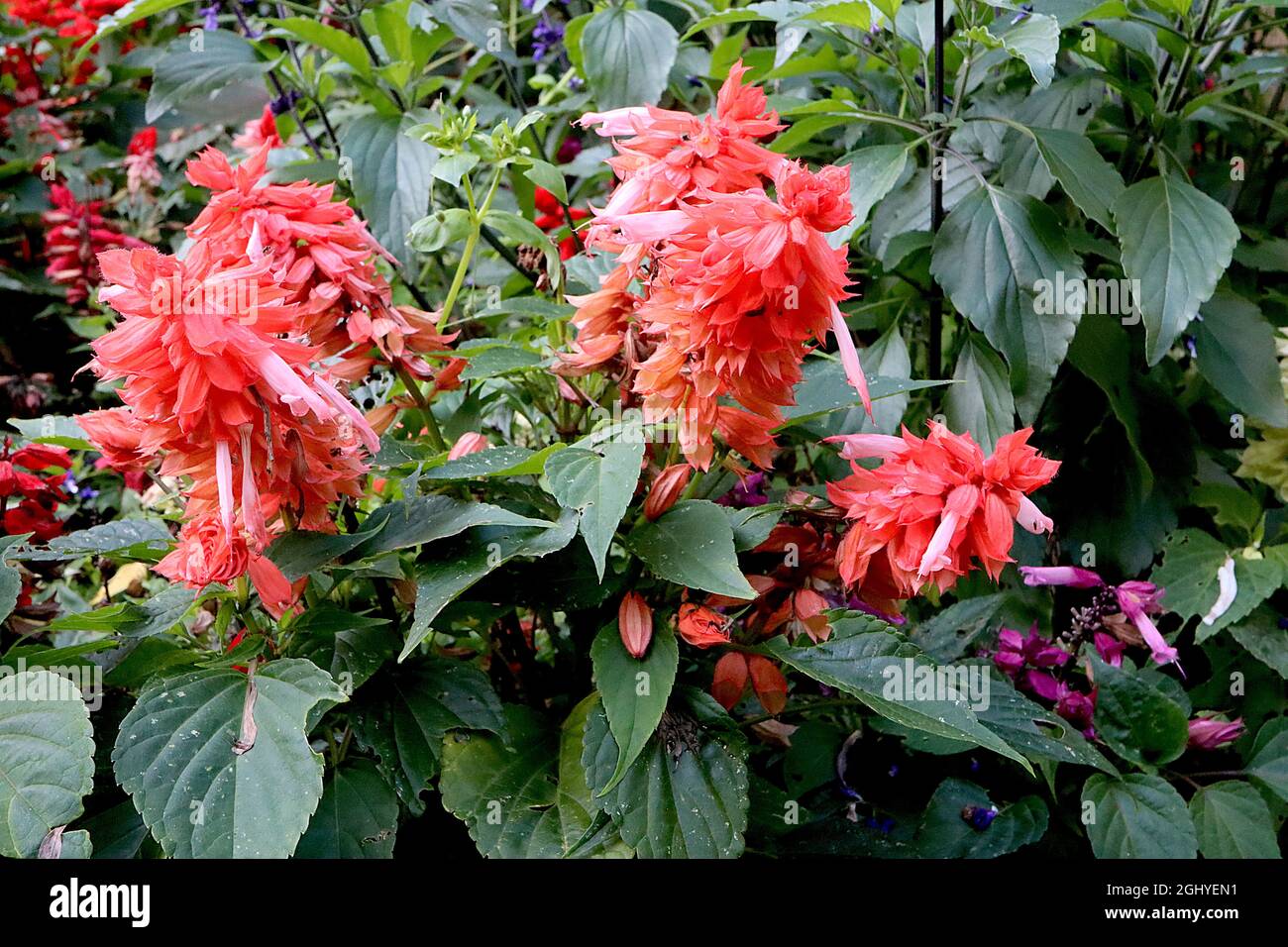 Salvia splendens sauge «Cleopatra Mix» Cleopatra Mix – courtes épis denses de fleurs roses de corail entourant de bractées de corail, août, Angleterre, Royaume-Uni Banque D'Images