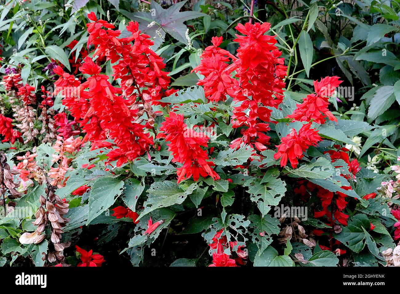 épis de fleurs rouges denses Banque de photographies et d’images à ...