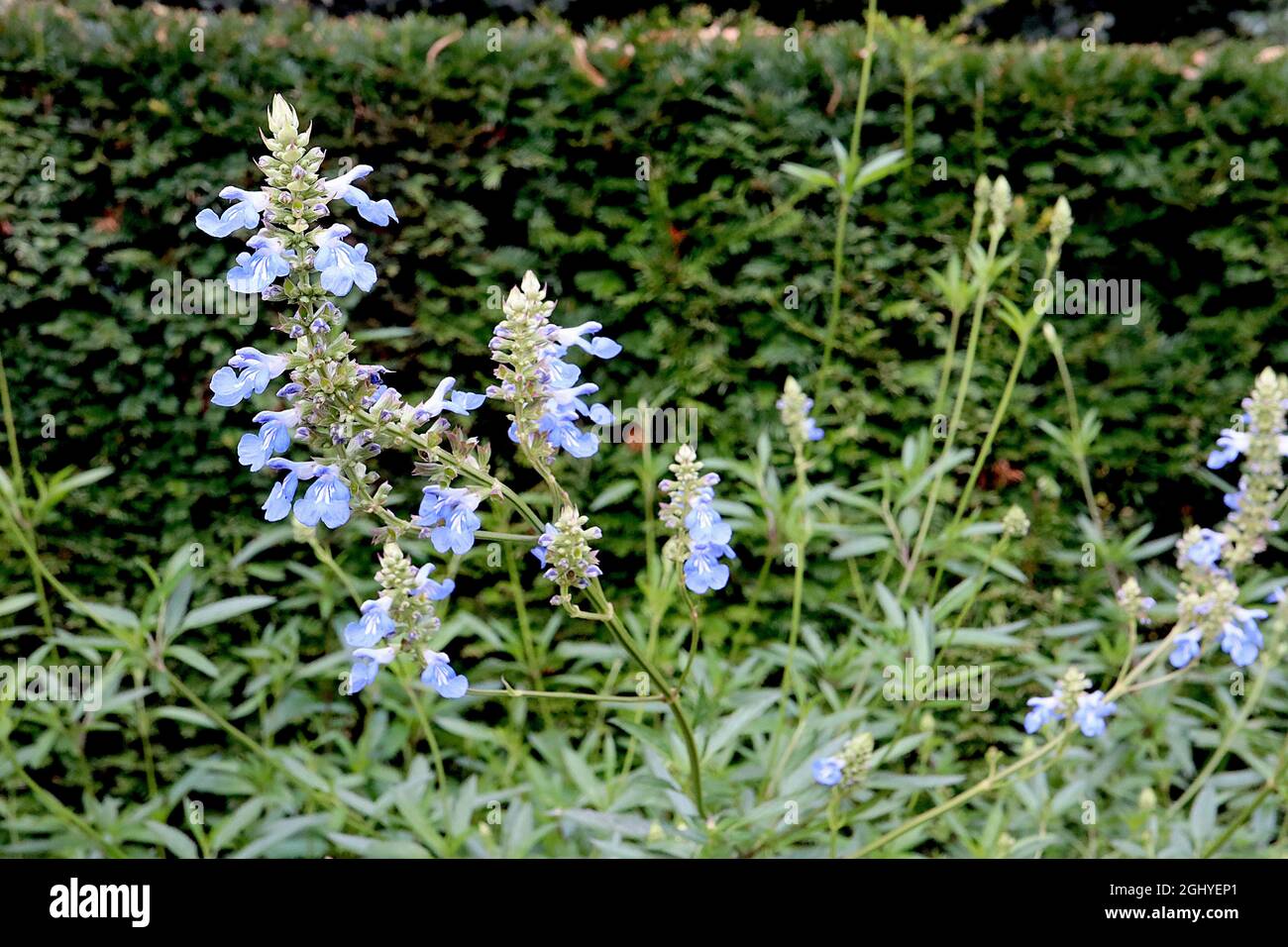 Salvia uliginosa sauge de bog de Skies africaines - fleurs bleues moyennes à deux lèvres avec inscriptions blanches sur les tiges très hautes, août, Angleterre, Royaume-Uni Banque D'Images