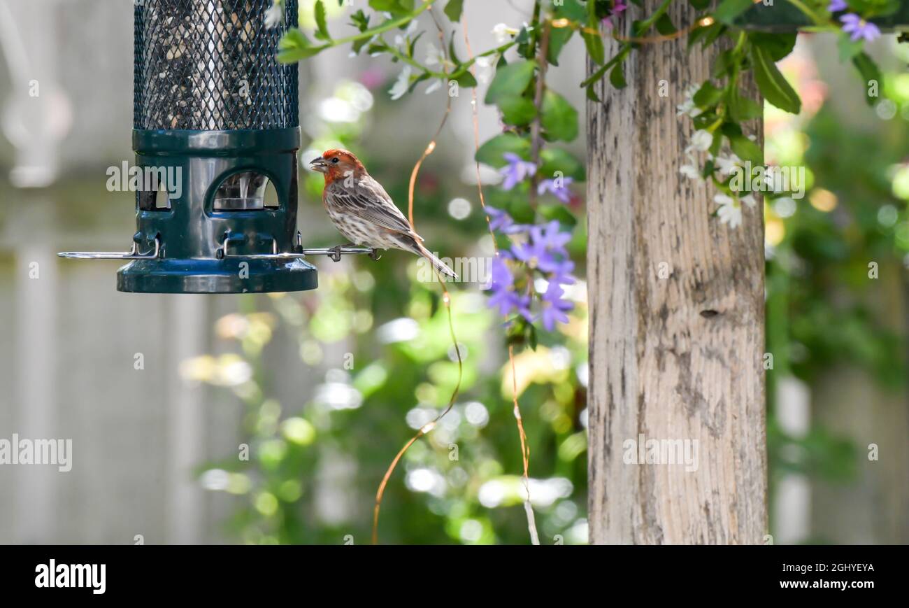 Pourpre finch à l'arrière-cour mangeoire à oiseaux Banque D'Images