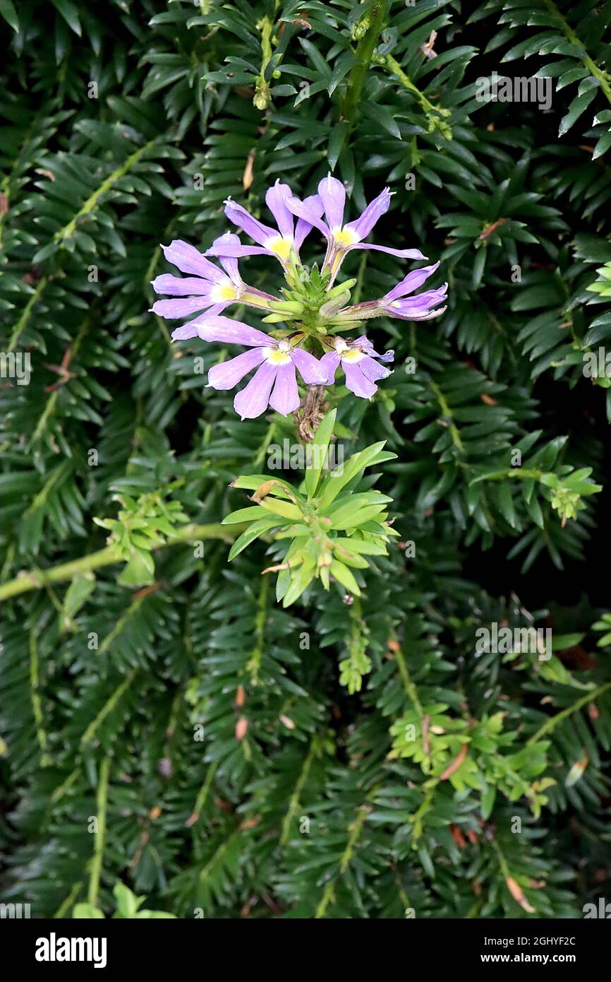 Scaevola ‘Shurdiva Light Blue’ Fan Flower Bleu clair - fleurs bleu violet à moitié pétales et feuilles lobées, août, Angleterre, Royaume-Uni Banque D'Images