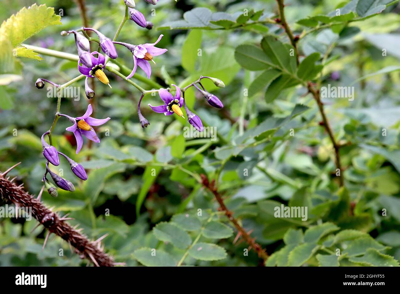 Solanum dulcamara bittersuet nuit – fleurs violet profond avec pétales réfléchissants et étamines jaunes fusionnées, grandes feuilles lobées, août, Angleterre, Royaume-Uni Banque D'Images