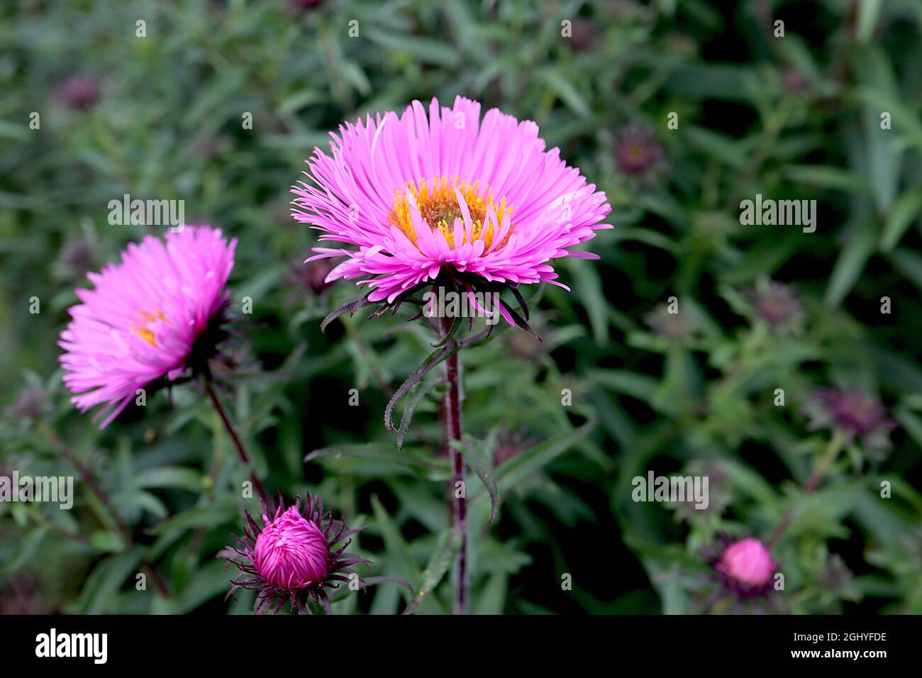 Symphyotrichum novae-angliae «Barr’s Pink» Barrs d’aster de la Nouvelle-Angleterre rose – doubles fleurs roses chaudes avec des pétales très minces et des sépales violets, août, Banque D'Images