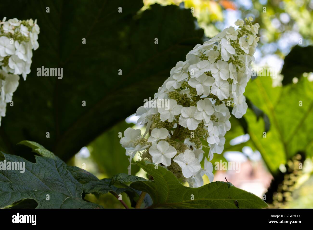 Hydrangea quercifolia Snowflake Brido Banque D'Images