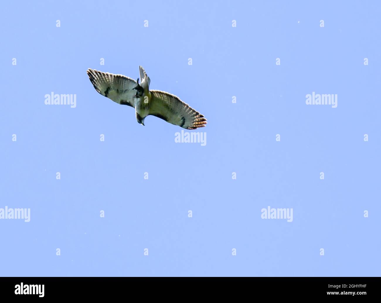 Red Tail Hawk surmontant sous un ciel bleu clair Banque D'Images