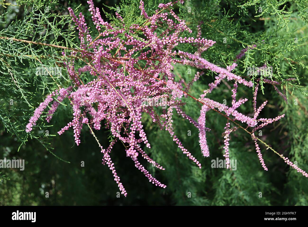 Tamarix ramosissima le tamarisque rouge de Rubra – racamètes longues de minuscules fleurs roses moyennes et de minuscules feuilles vertes grises semblables à des écaies, août, Angleterre, Royaume-Uni Banque D'Images