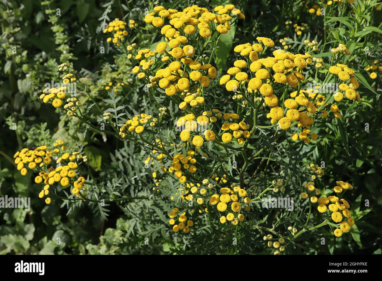 Tanaceum boreale / vulgare commune tansy – grappes bombées de fleurs jaunes bouton-comme sur les tiges hautes et les feuilles de fougères vert foncé, août, Angleterre, Royaume-Uni Banque D'Images