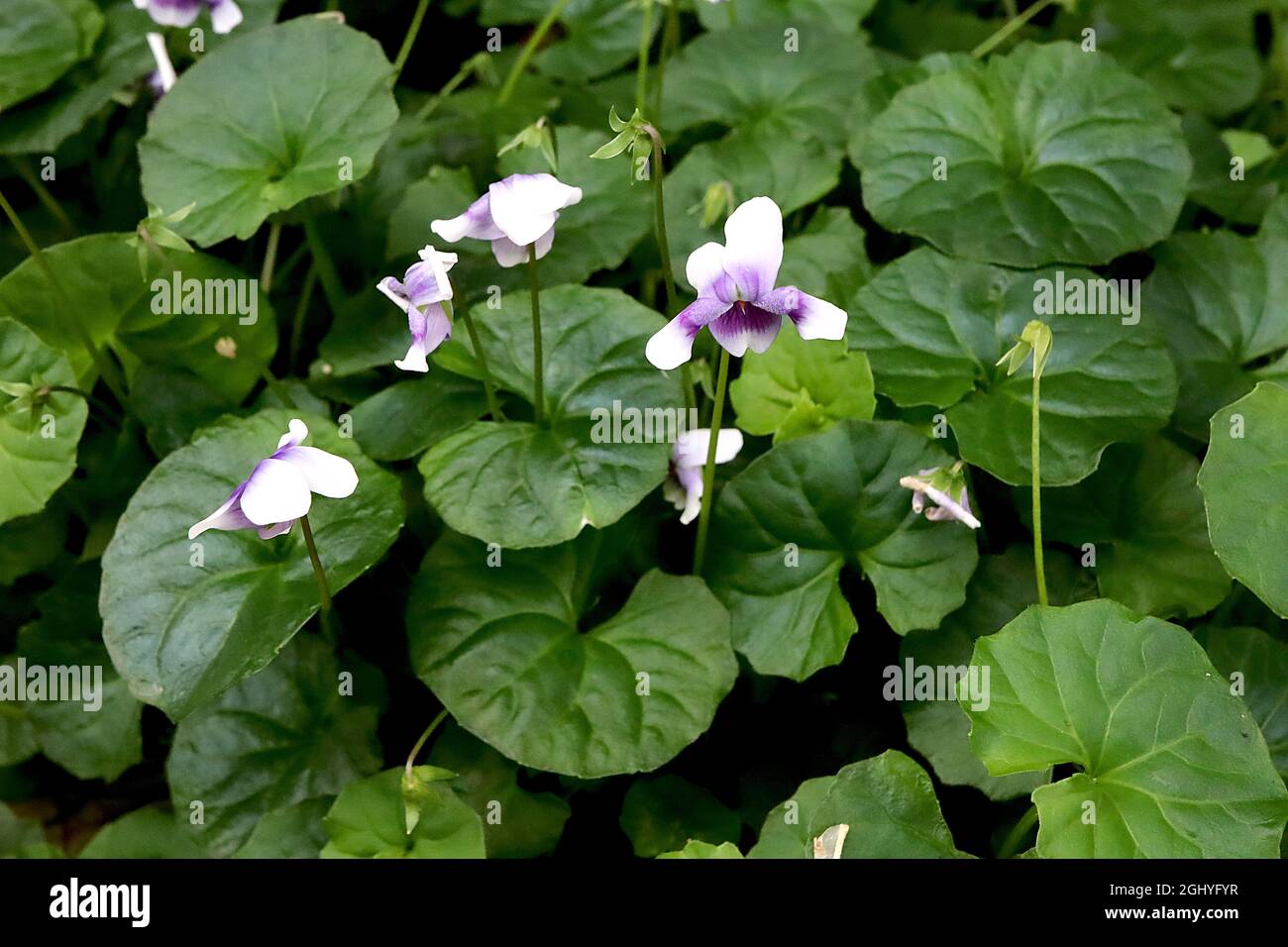 Viola hederacea violet australien - fleurs blanches pures avec une grande tache basale pourpre et des feuilles mi-vertes arrondies froissées, août, Angleterre, Royaume-Uni Banque D'Images