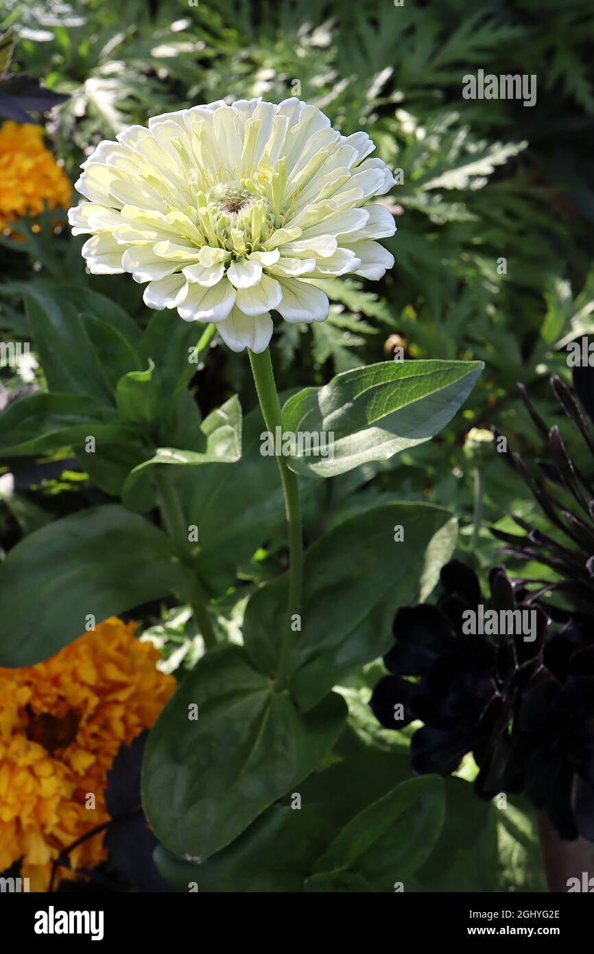 Zinnia elegans ‘Bennys Giant White’, fleurs blanches semi-doubles, août, Angleterre, Royaume-Uni Banque D'Images