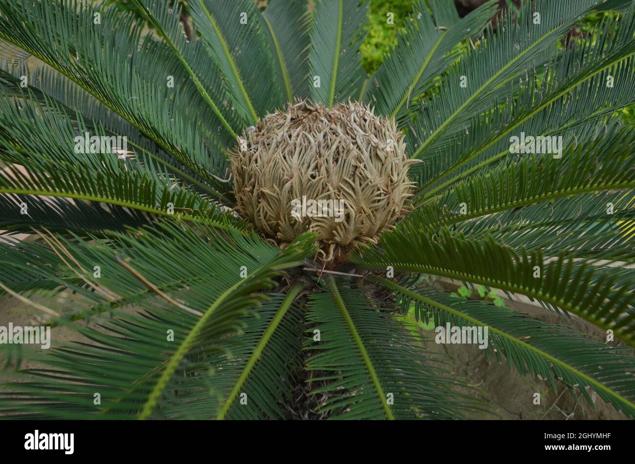 Cycas pectinata plante l'une des plantes les plus attactives. Utilisée de façon collecteur dans les parcs. Banque D'Images