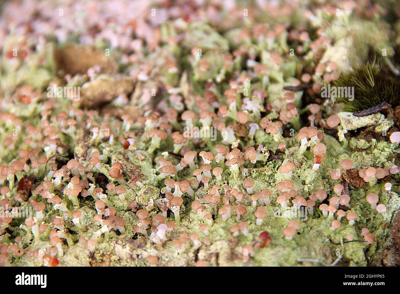 Lichen à pois roses (Dibaeis ou Baeomycètes?) Banque D'Images