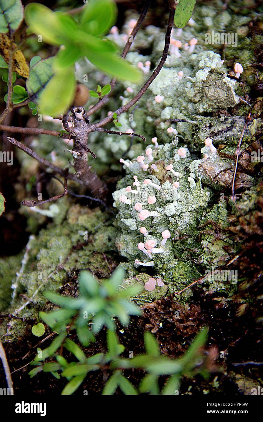 Lichen à pois roses (Dibaeis ou Baeomycètes?) Banque D'Images