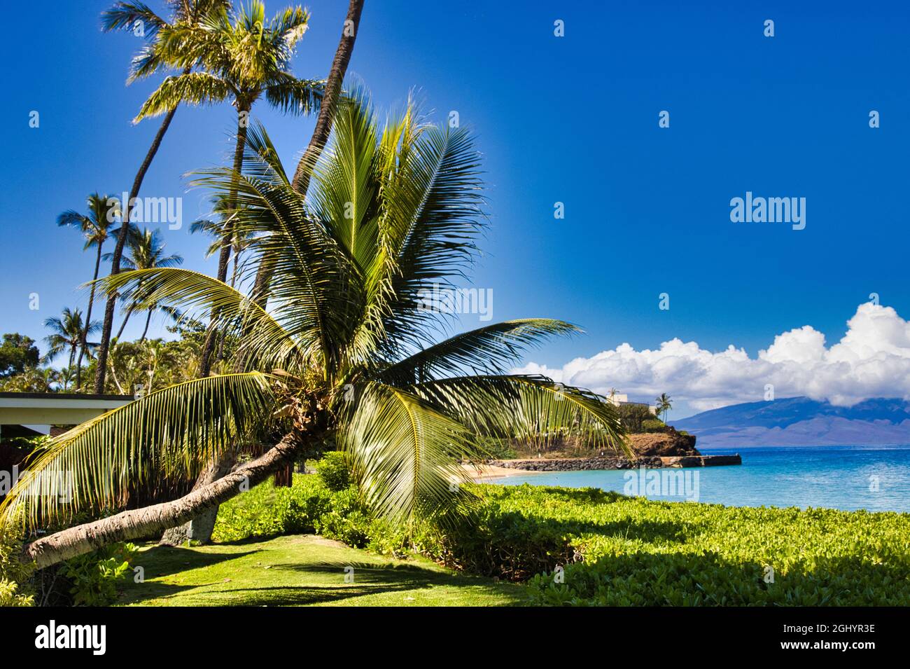 Scène idyllique avec palmier tropical poussant à un angle extrême sur Maui avec roche noire au loin. Banque D'Images