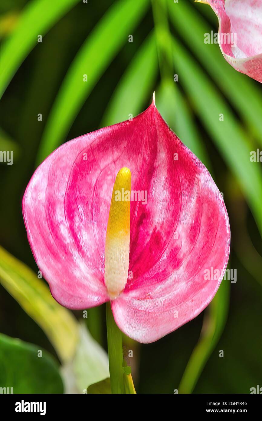 Fleur d'anthurium rose vif dans un jardin de maui. Banque D'Images