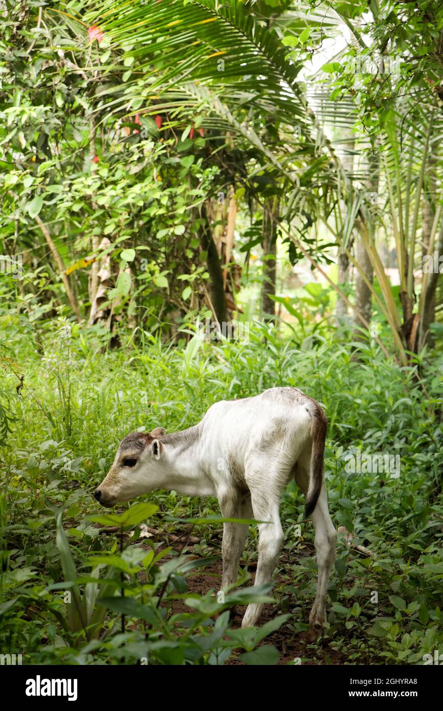Un Curieux Veau De Vache Blanche De Nouveau Ne Debout Et Se Renifler Autour D Un Pre Vert Photo Stock Alamy