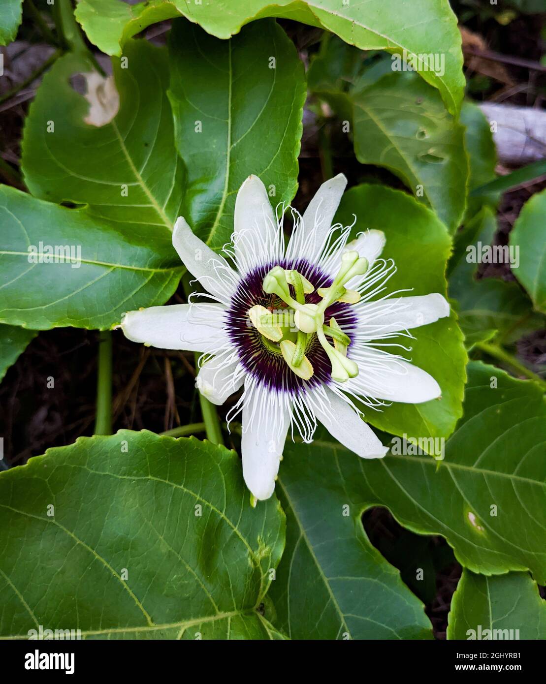 fleur blanche de la passion fleur qui a une forme unique avec des étamines dépassant de son centre vu pendant un matin d'été Banque D'Images