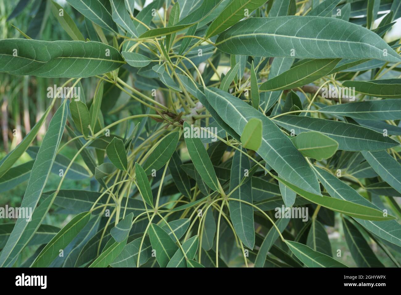 Tabebuia caraiba (Tabebuia aurea, trompette des Caraïbes, trompette argentée, arbre d'or) avec un fond naturel Banque D'Images