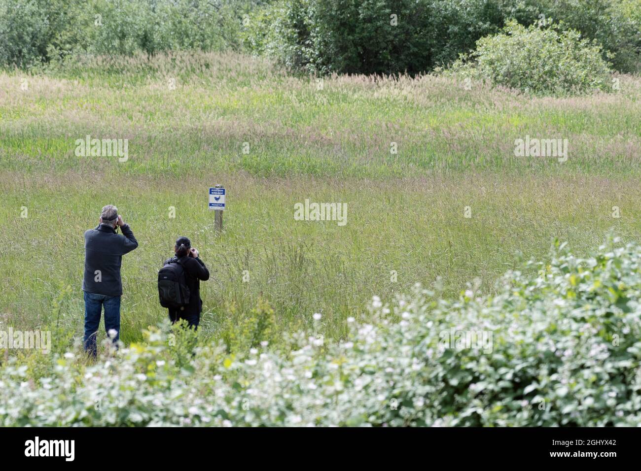 Un couple de personnes recherchent des oiseaux dans un pré tandis que sur un sentier de nature dans un parc. Banque D'Images
