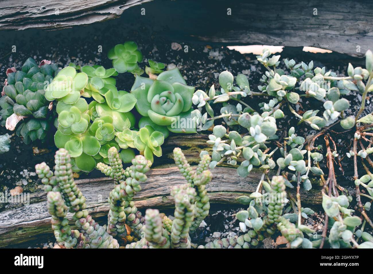 Plantes succulentes en plein essor Banque D'Images