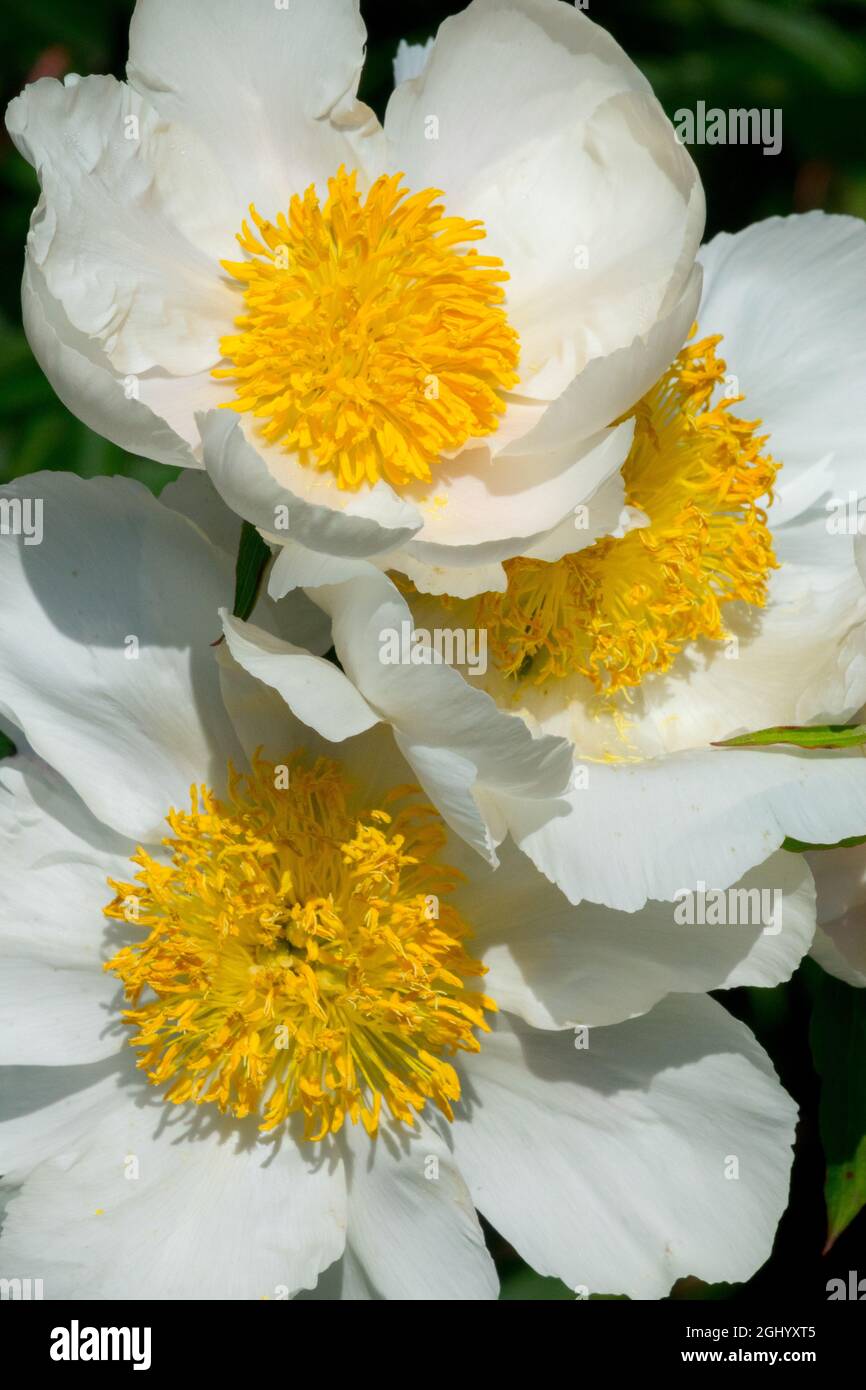 Pivoine 'Clairette' blanc Paeonia lactiflora fleurs blanches étamines jaunes dans la fleur centrale Banque D'Images Pivoine 'Clairette' blanc Paeonia lactiflora fleurs blanches étamines jaunes dans la fleur centrale Banque D'Images