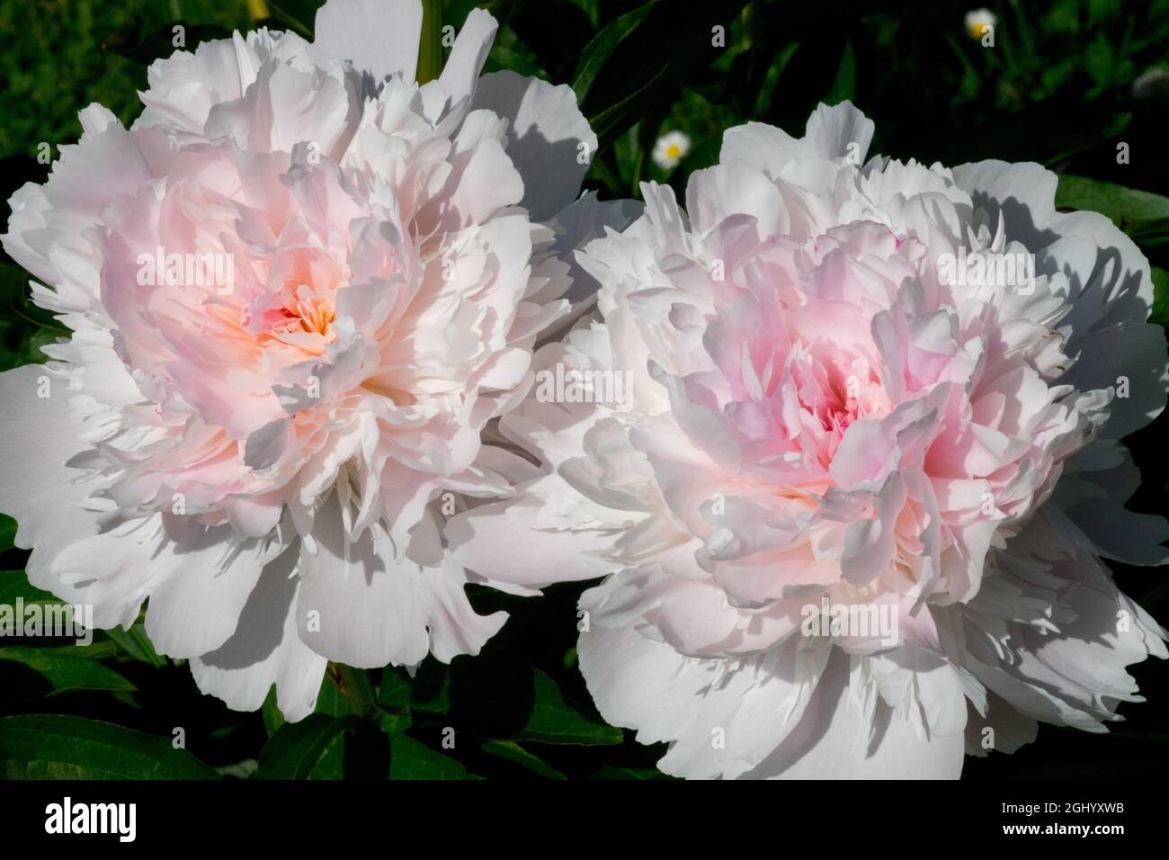 Jolie fleur de pivoine blanche teinte rose pivoine 'Noemie Demay' Paeonia lactiflora Banque D'Images