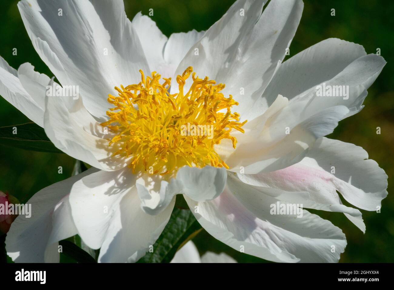 Pivoine blanche 'Angelika Kauffmann' Paeonia lactiflora Banque D'Images