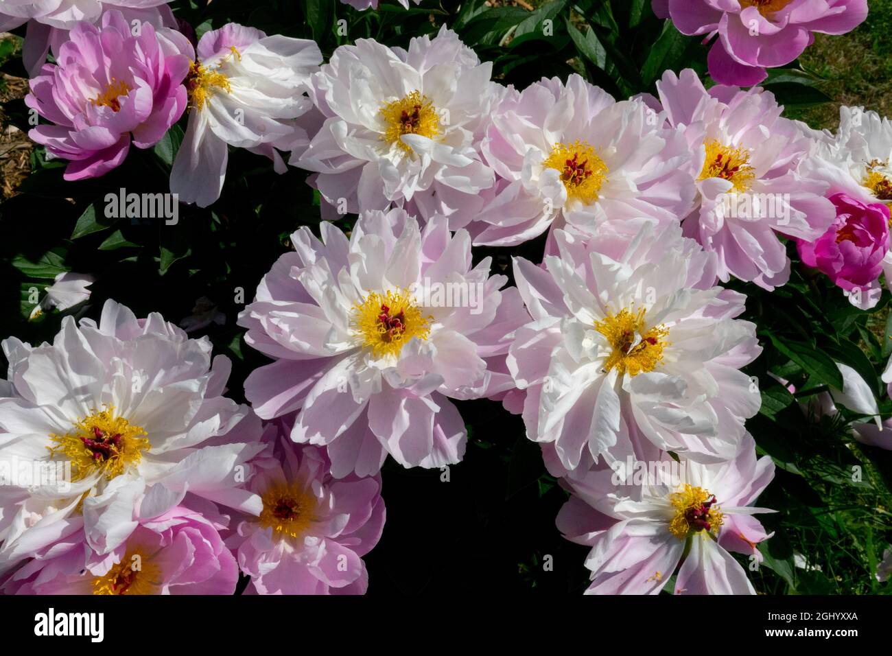 Pivoine dans le jardin 'Pink Delight' Paeonia lactiflora belle plante à fleurs Banque D'Images