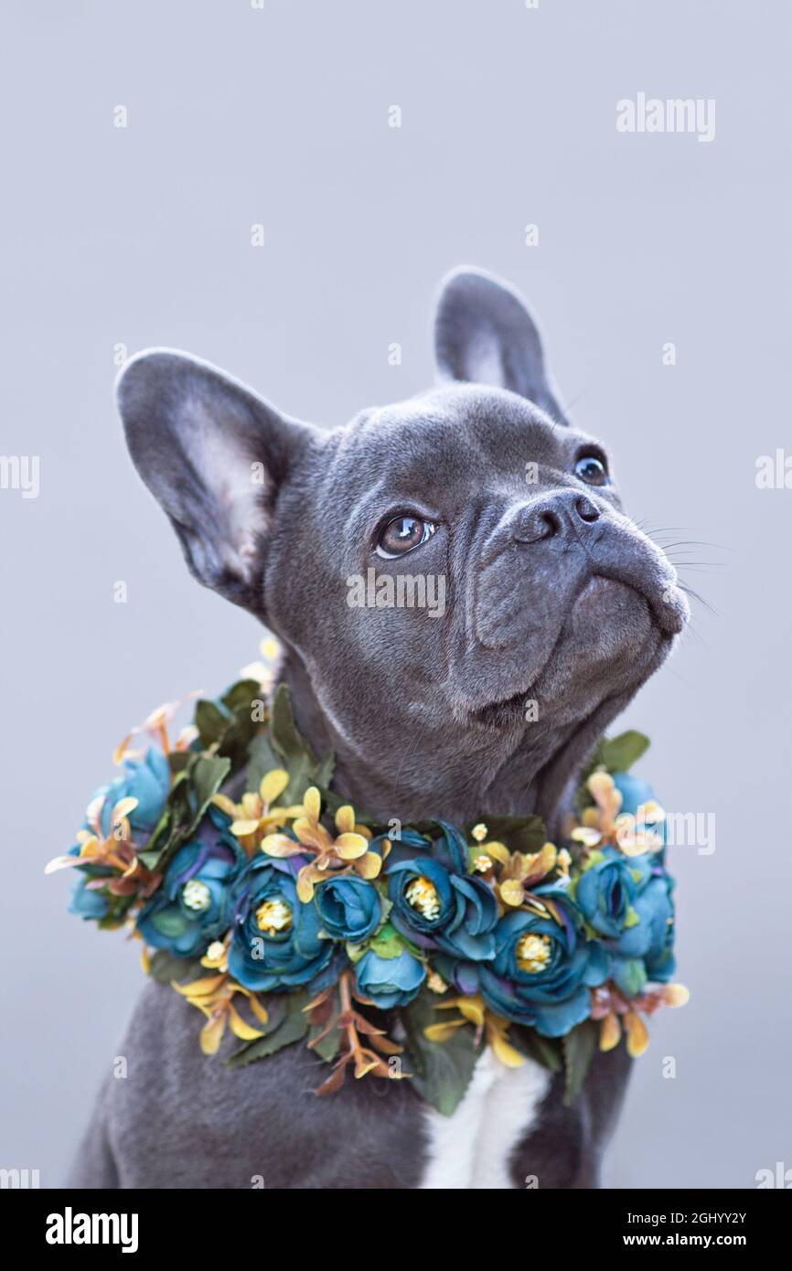 Chien Bulldog français avec col de fleur devant un fond gris Banque D'Images