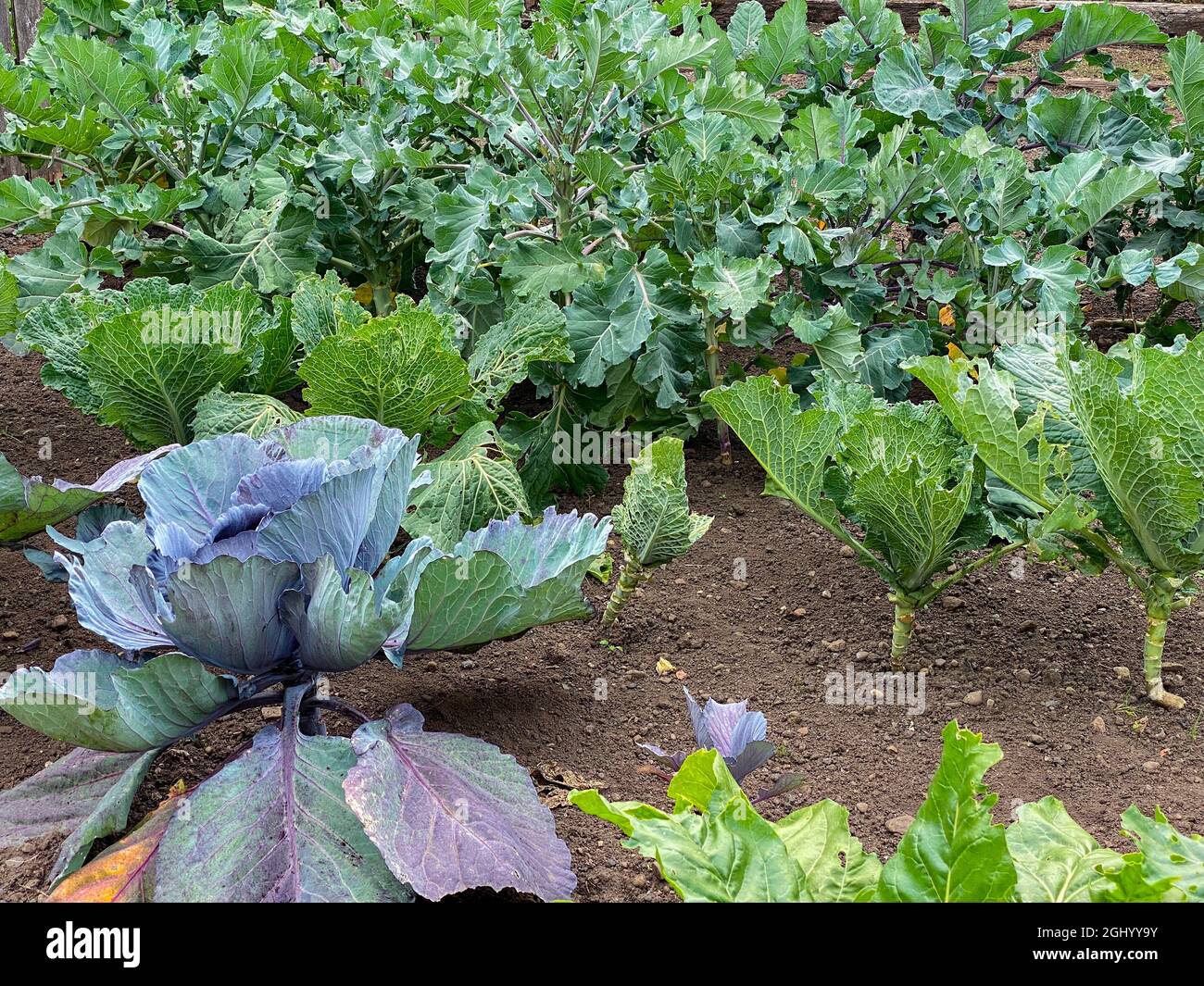 Plusieurs types de chou (Brassica oleracea) poussant dans un jardin d'allotement. Banque D'Images