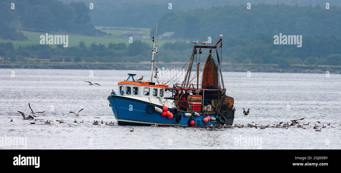 Des oiseaux marins sur et autour d'un bateau de pêche dans un lac écossais sur la côte ouest de l'Écosse. Banque D'Images