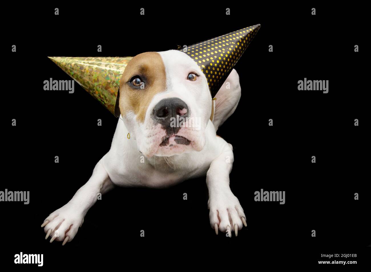 Chien Drole Celebrant Le Nouvel An Ou L Anniversaire Portant Deux Chapeaux De Fete Isole Sur Fond Gris Photo Stock Alamy